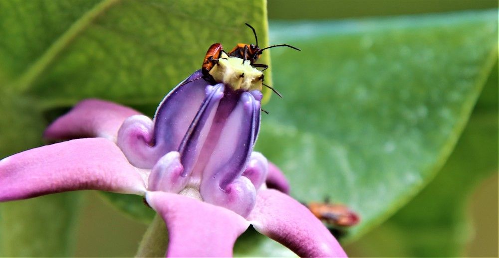 Photograph by Carol Taylor