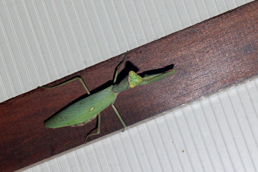 Photograph by Николай Немчанинов