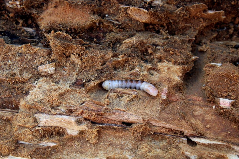 Photograph by Николай Немчанинов