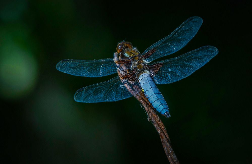 Photograph by Татьяна Шандромайло