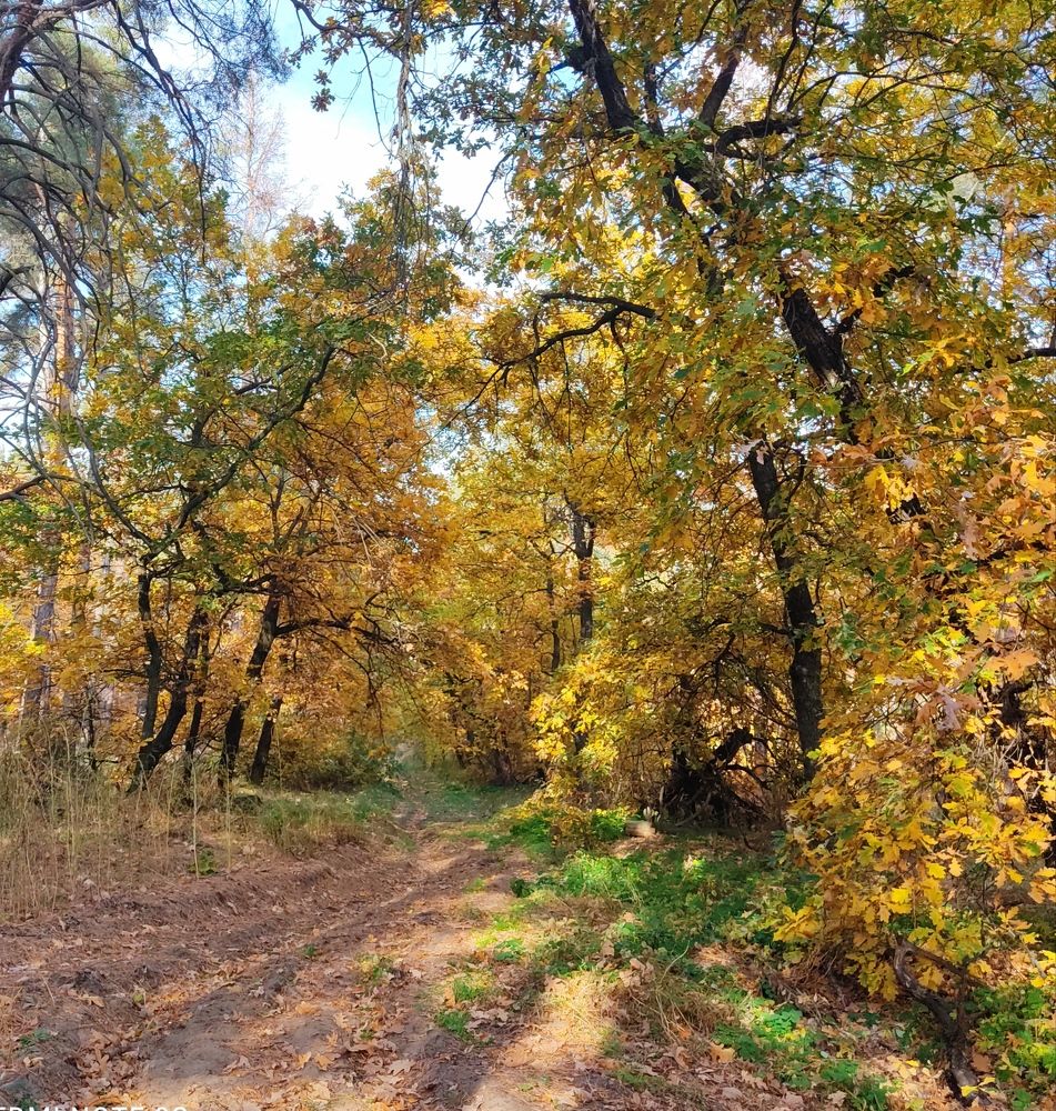 Краски осени.