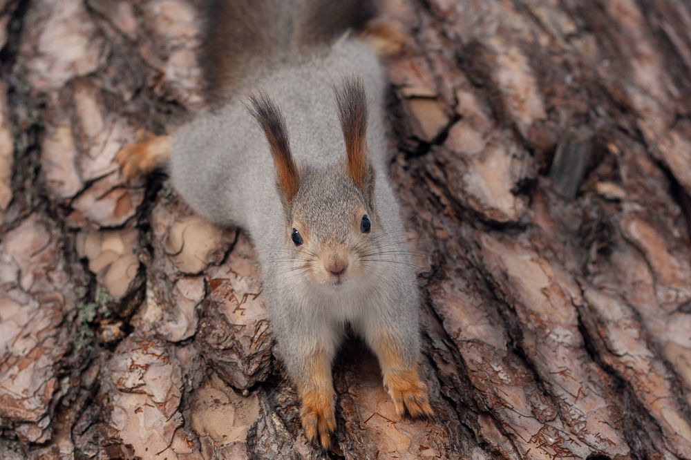 Игра в гляделки.