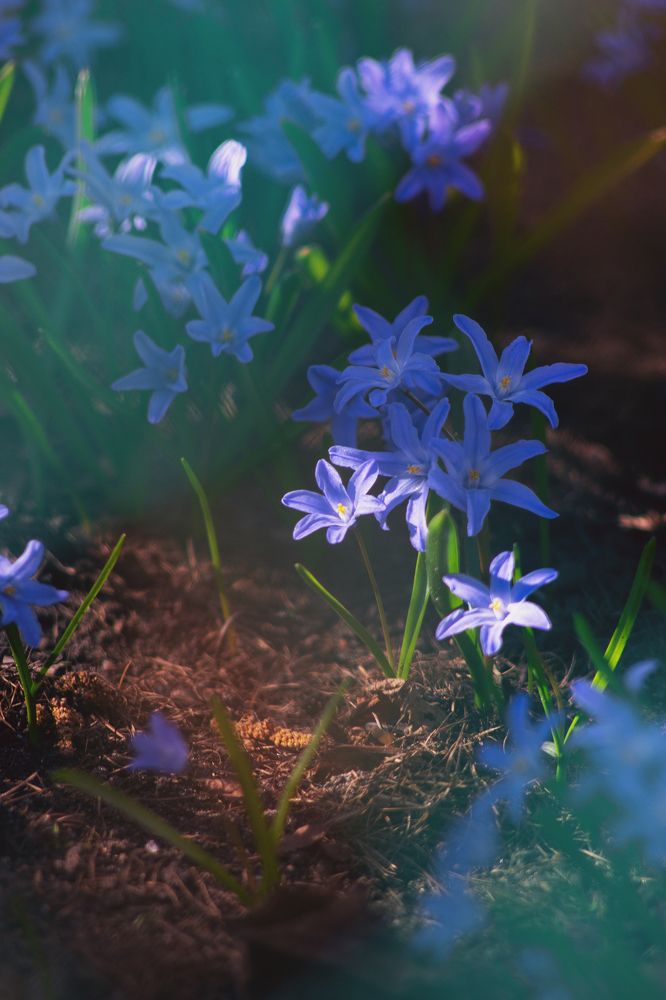 Невероятные краски весны