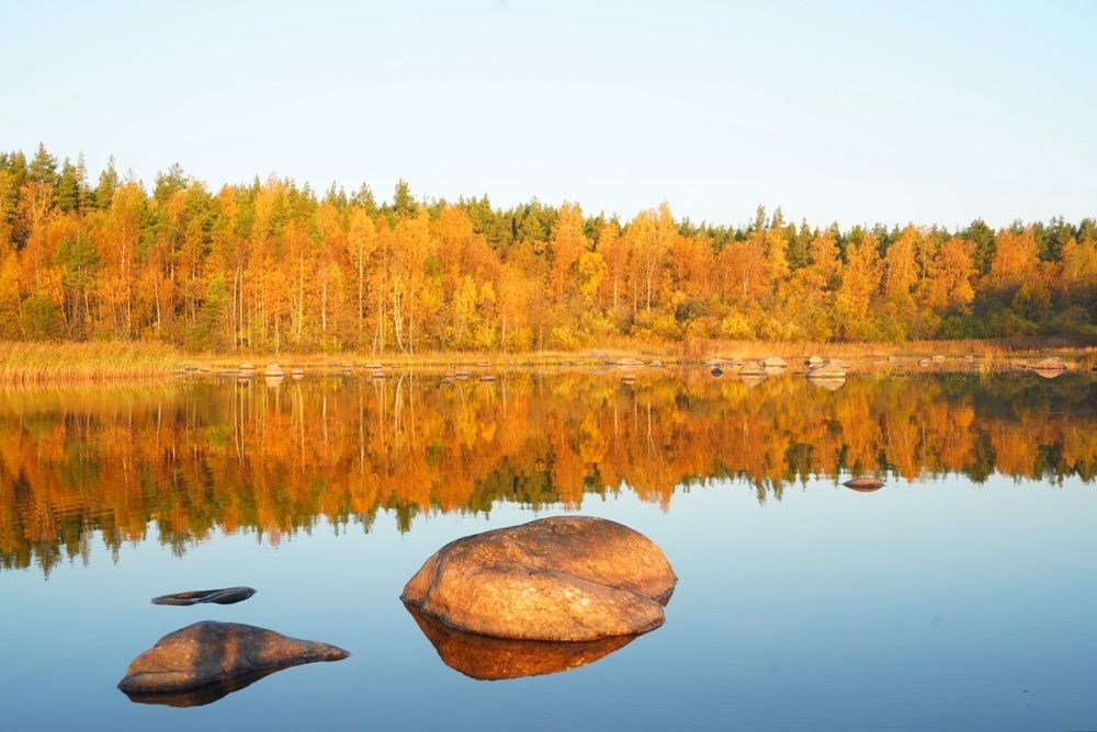 Щучья заводь Ладожского  озера.