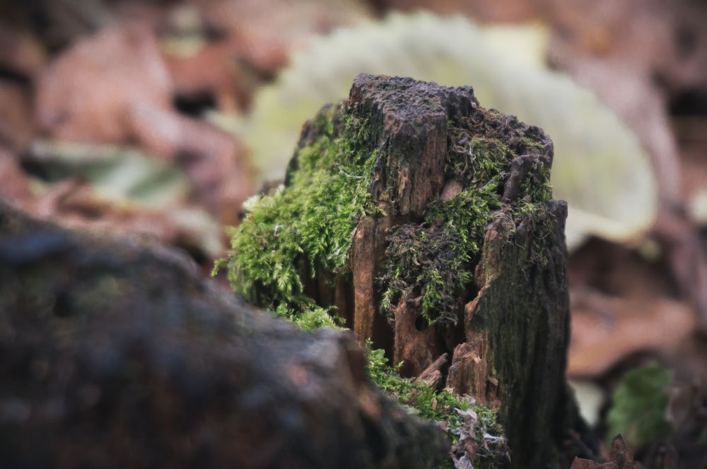 Photograph by Шаромов Иван