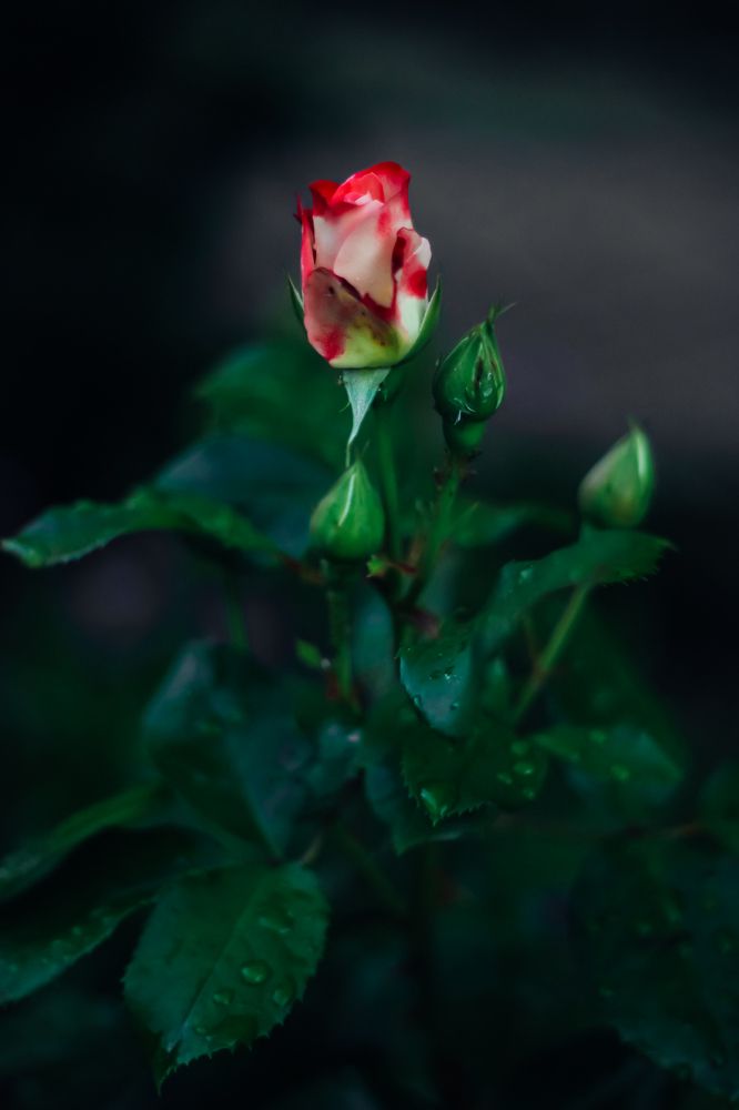 Photograph by Юлия Щербань