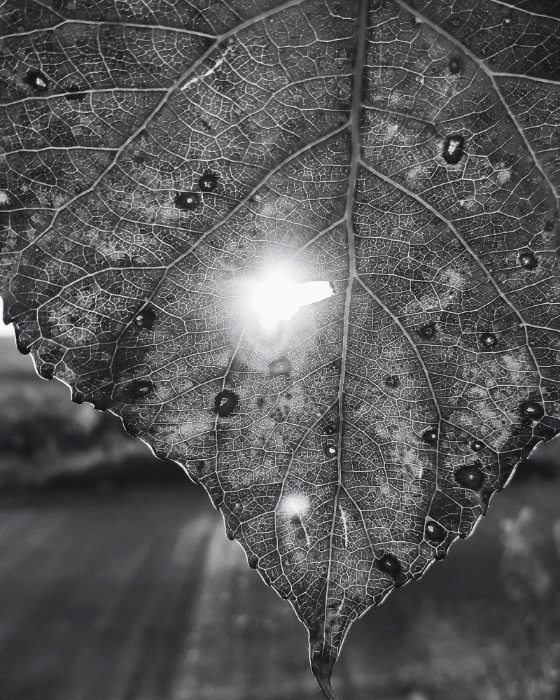 Photograph by Елена