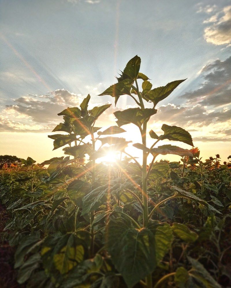 Фотография автора Ханзаза