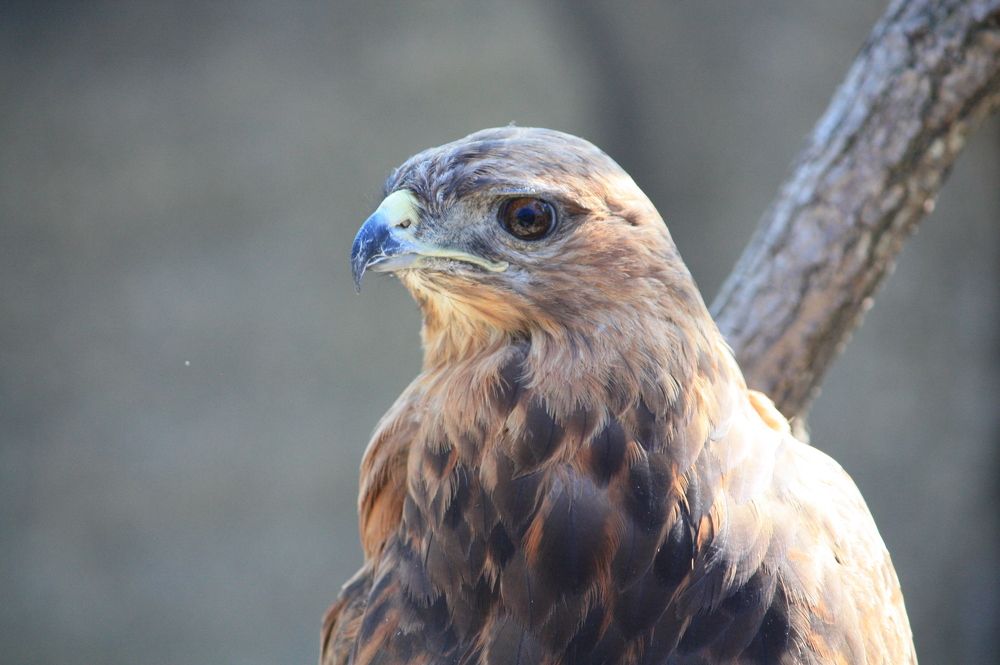 Hawk. Ястреб.