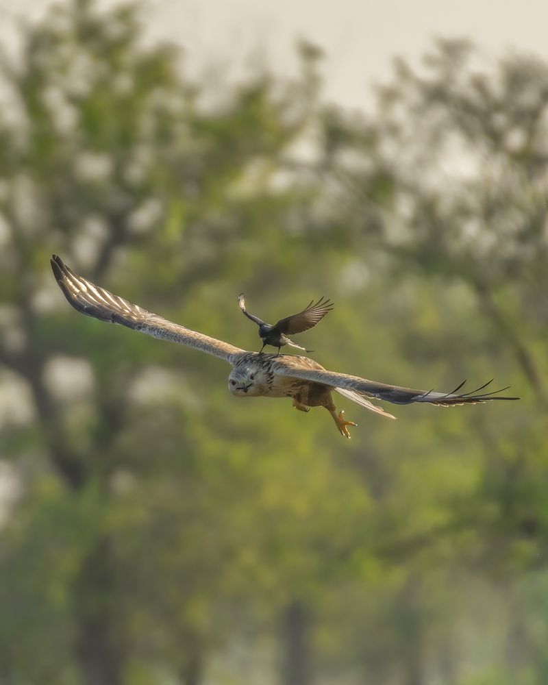 Its not about what you ride, but how you ride it.