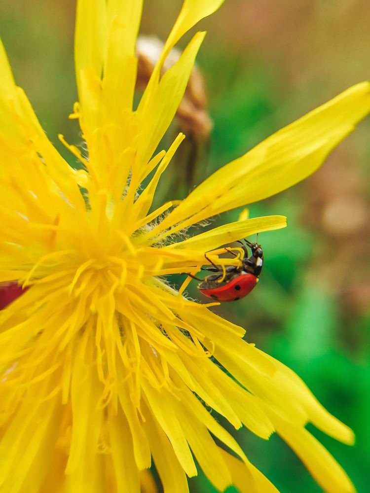 The Red on the Yellow