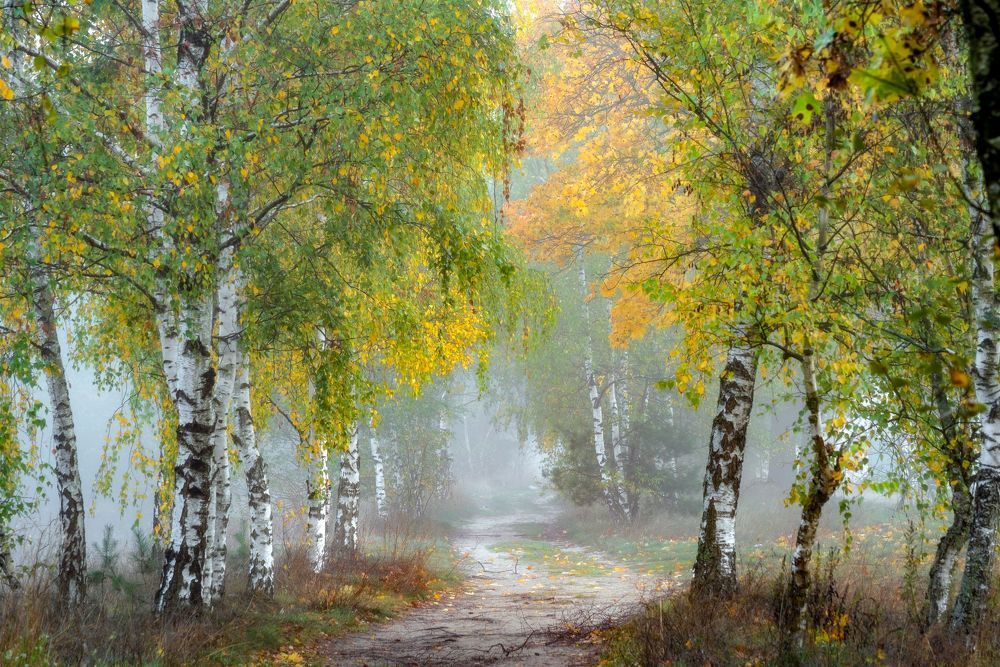 Quiet in birch alley