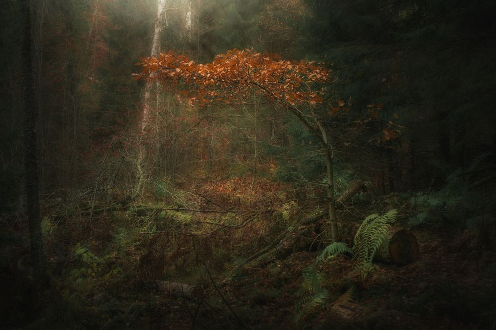 Фотография автора Дмитрий Гирев