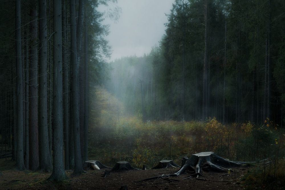 Фотография автора Дмитрий Гирев