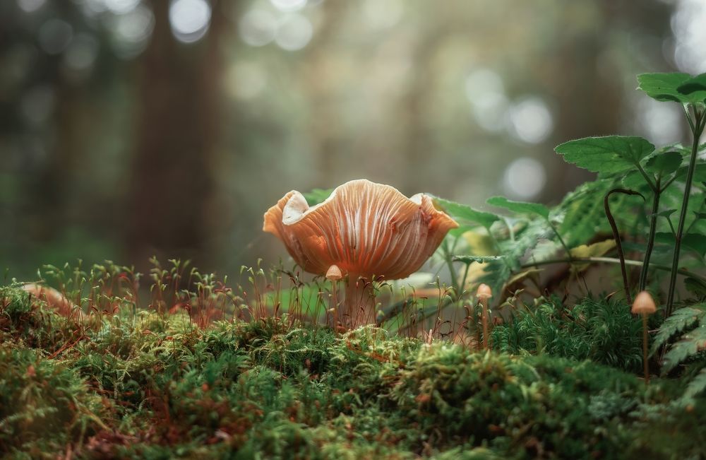 Photograph by Максим Мозжухин