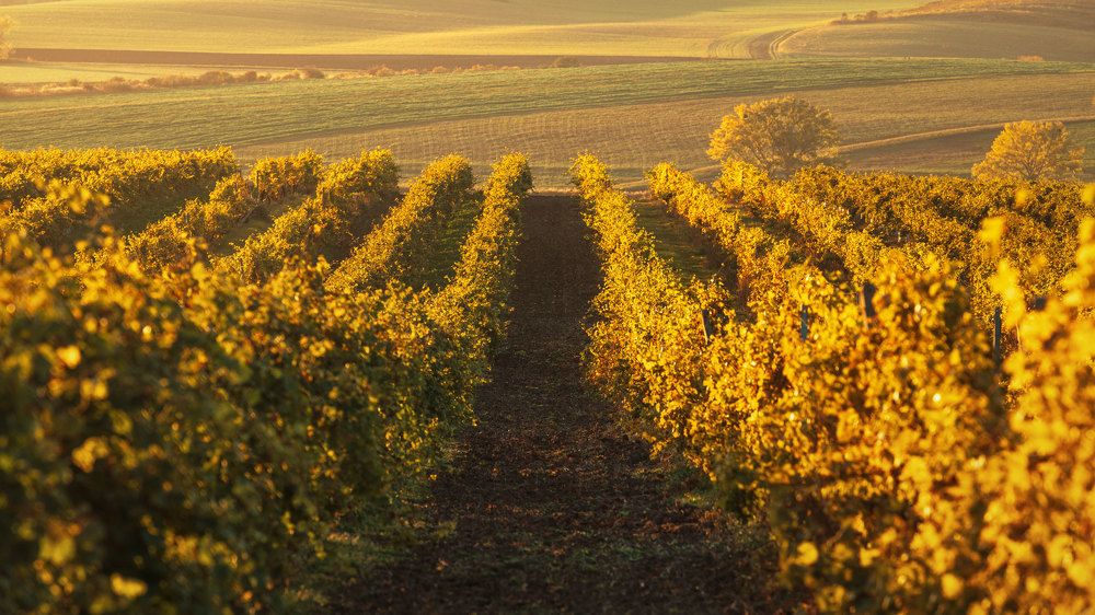 Photograph by Iris Lara