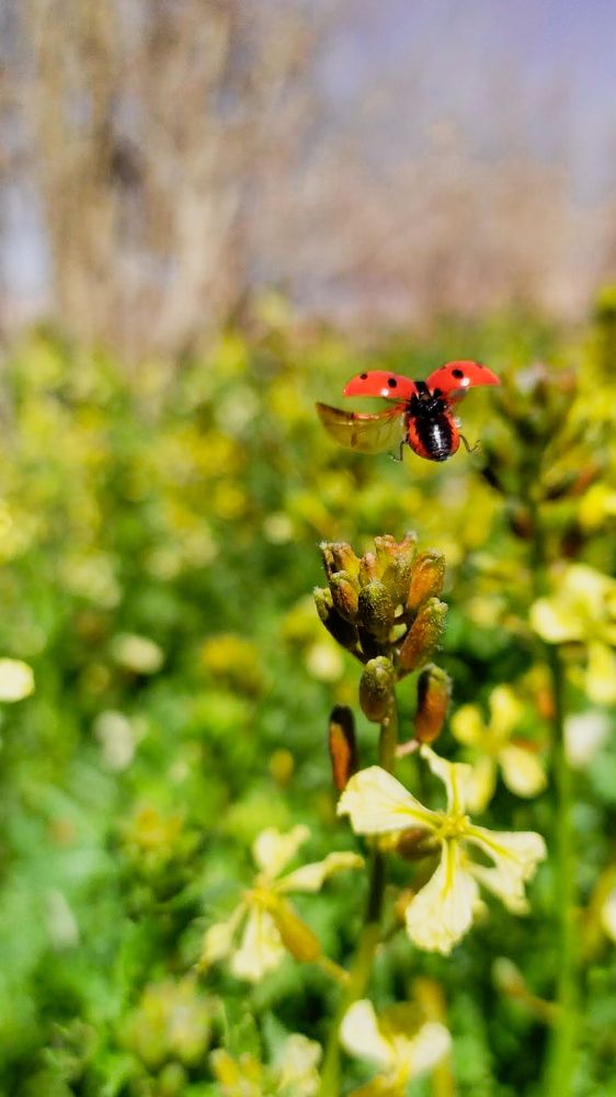 Photograph by ali jafari