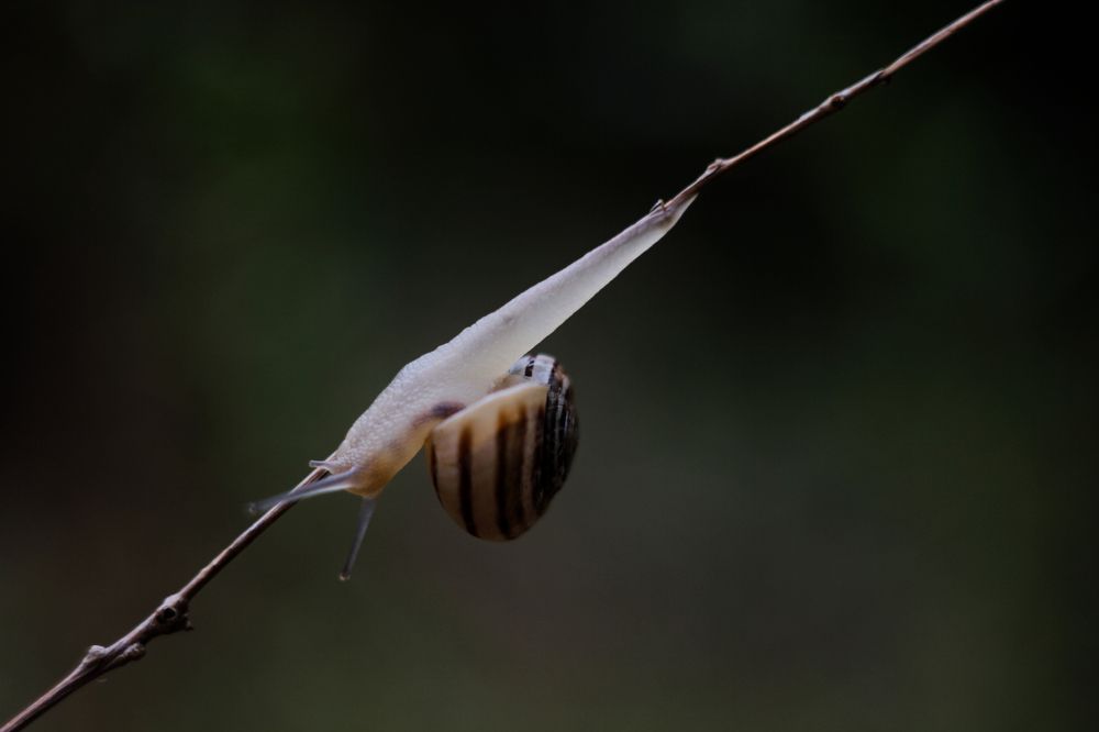 Прозрачная как слеза