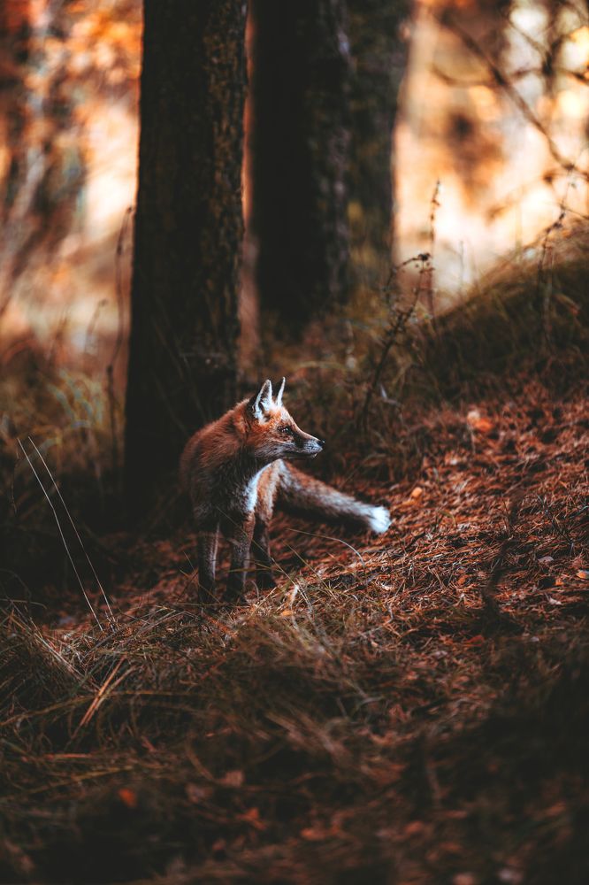 Photograph by Максим Моночков