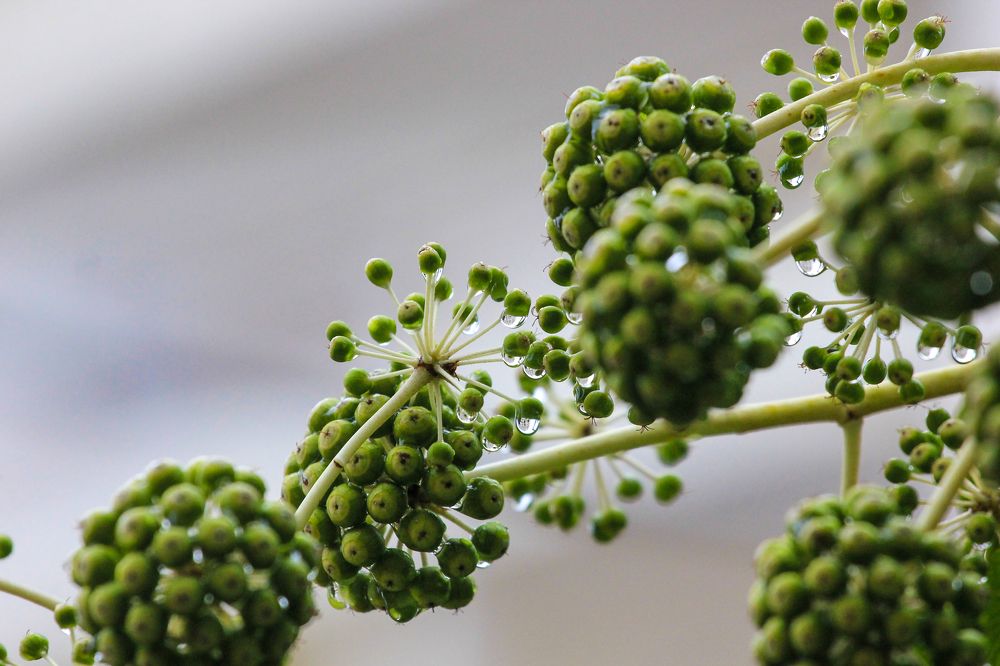 Photograph by Елена Свешникова