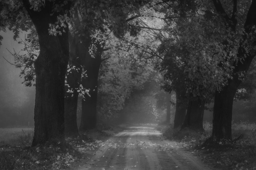 Photograph by Dariusz Budyta