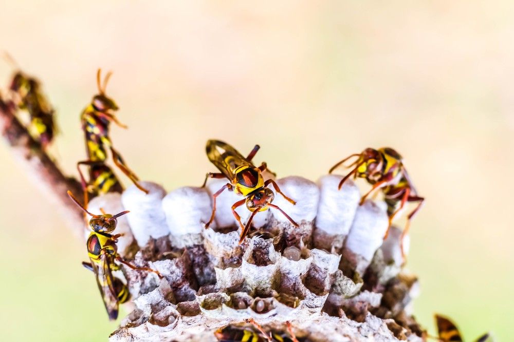 Photograph by Cyrous Estremos