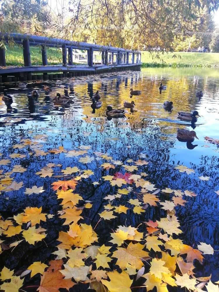 Photograph by Светлана Веселовская