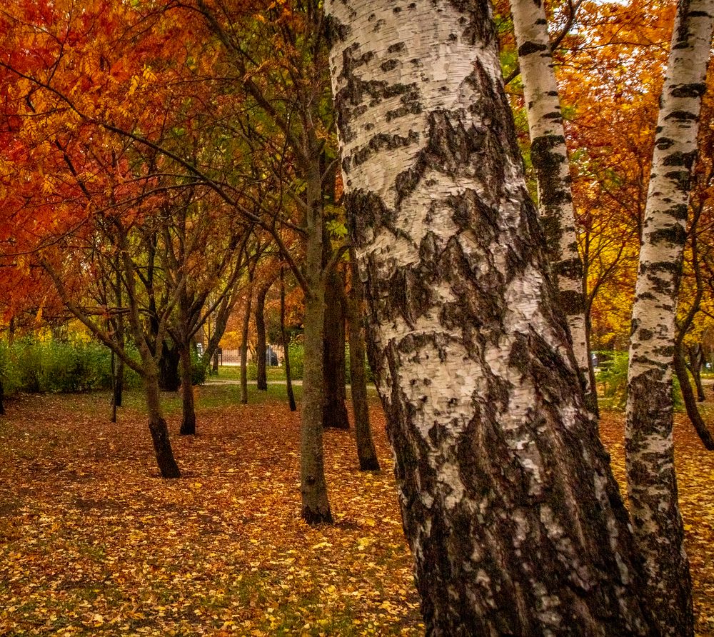 Photograph by Ирина Крепак