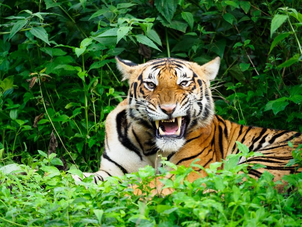 Photograph by Venkat Mangudi