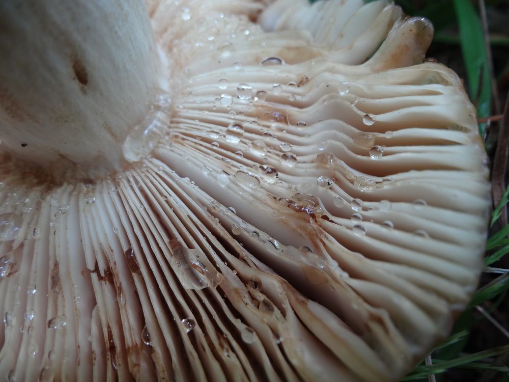 Photograph by Natalie Dmay