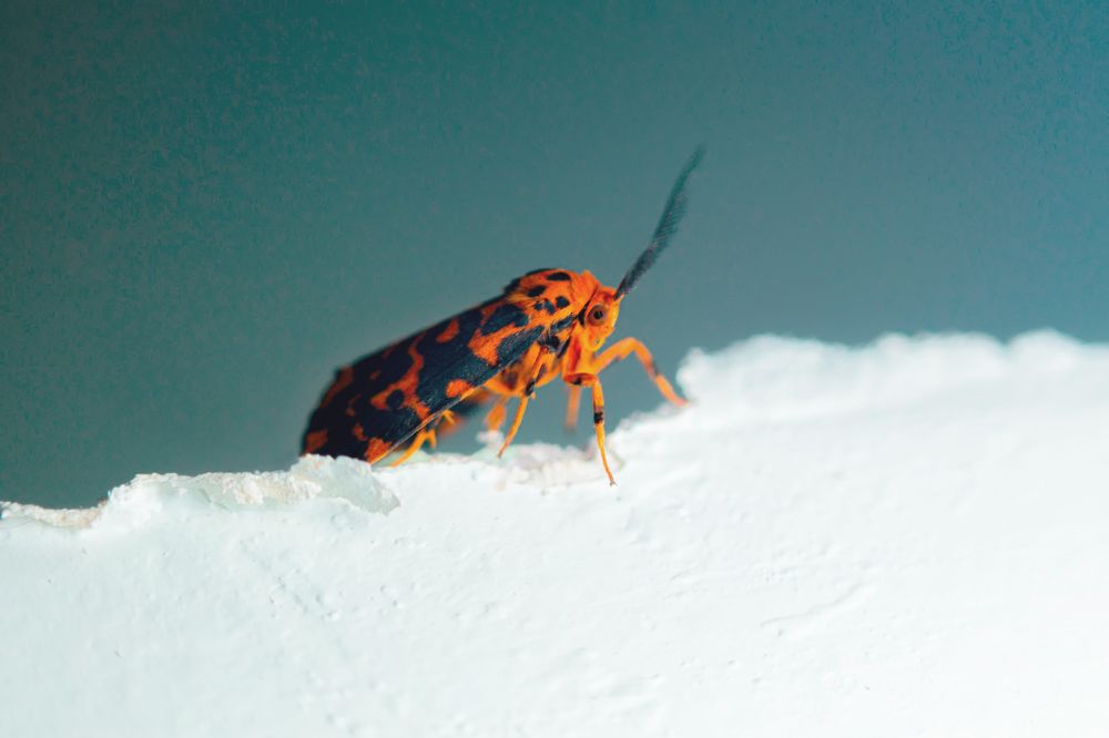 Photograph by rajesh therthala veedu