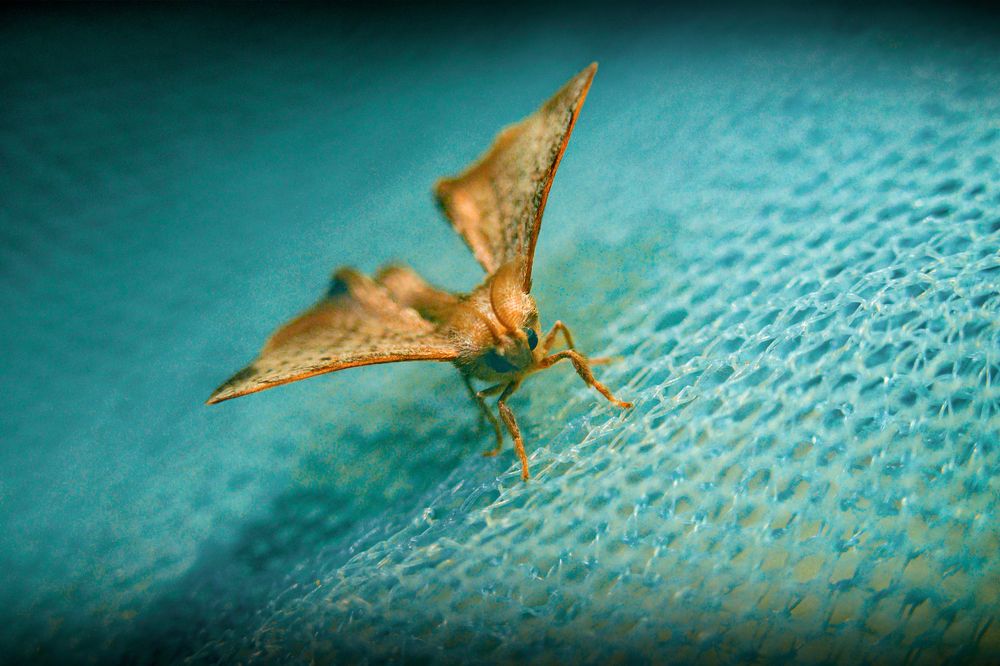 Photograph by rajesh therthala veedu