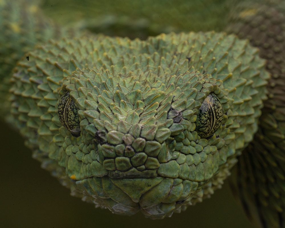 Photograph by Aysia Linggarwati