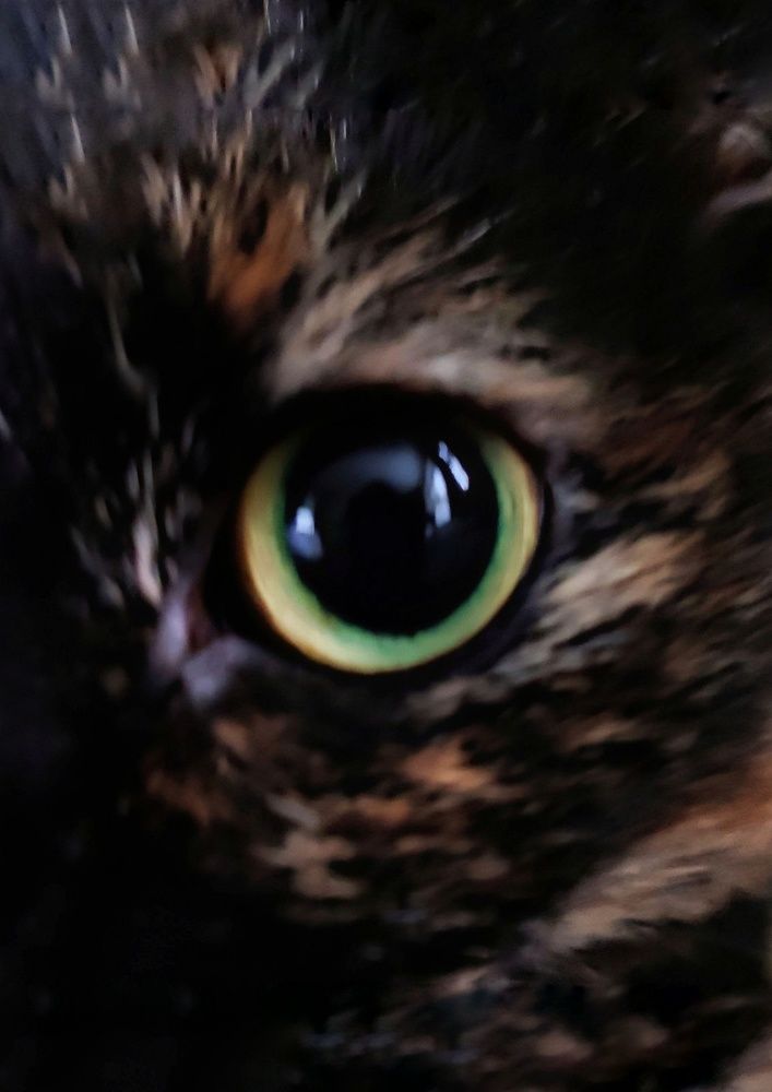 Кошачий взор