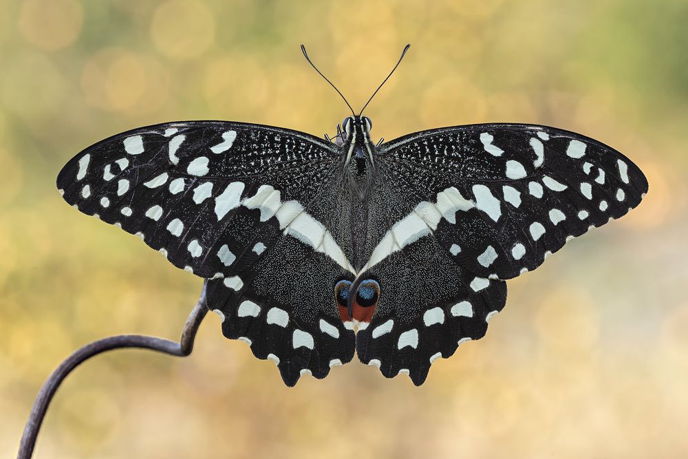 Photograph by Enrico Luzi