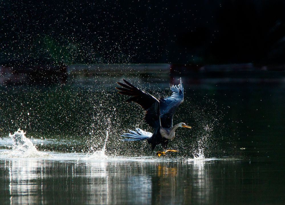 Photograph by Văn Bình Phan