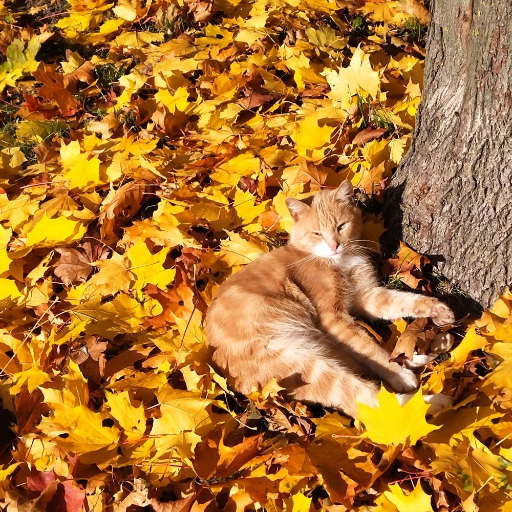 Photograph by Ирина Шубина