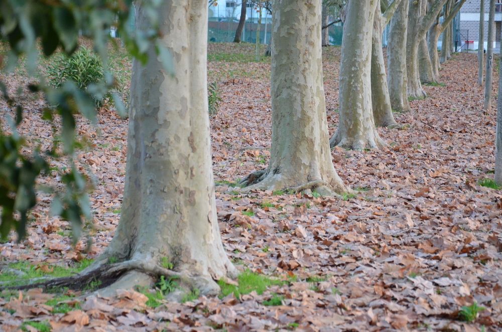 Photograph by Francisco Ferreira