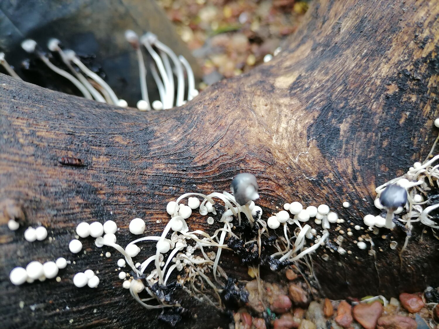 Photo #6645463