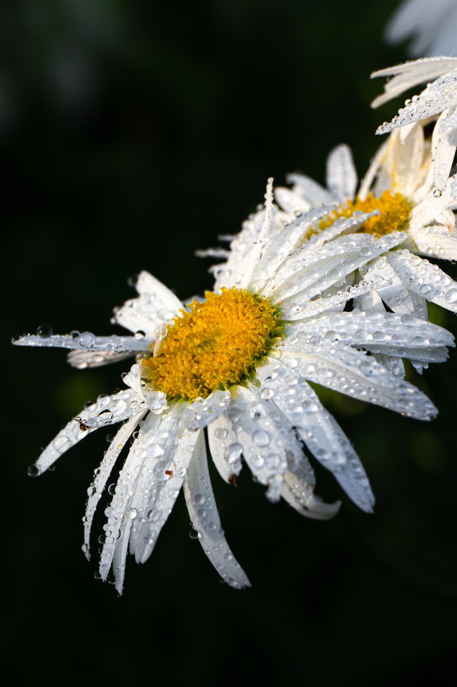 Photograph by Юрий Карпенко