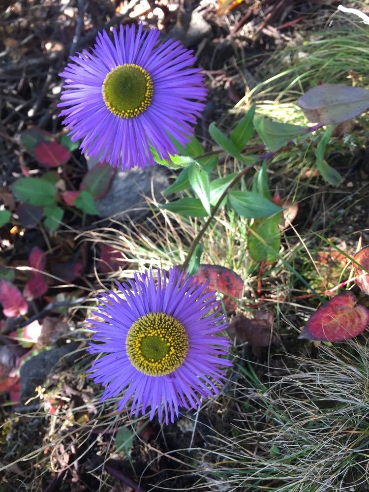 Photograph by Gopal Raj Tamang lama