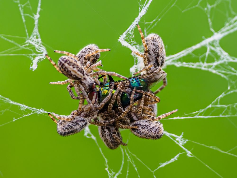 Indian Co-operative Spiders