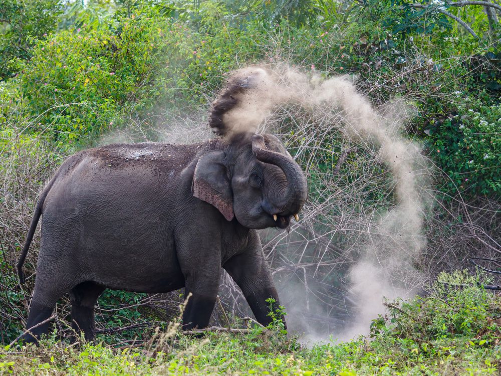 Photograph by Venkat Mangudi