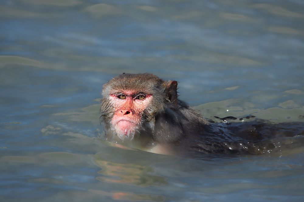 Photograph by PRIYOJIT CHOWDHURY