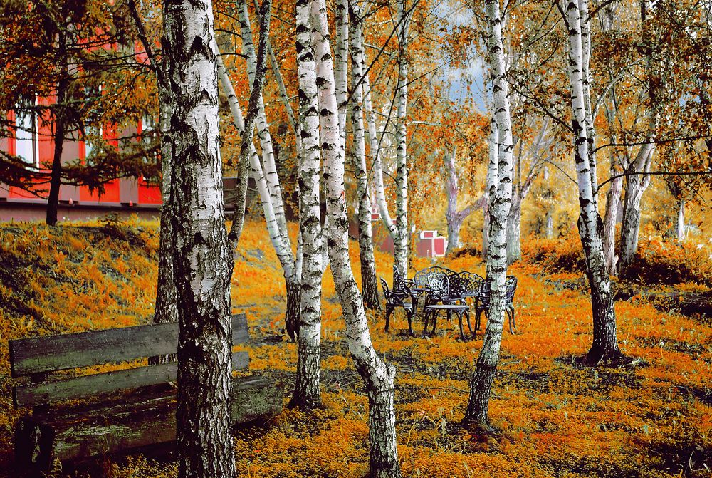 Фотография автора Елена Савельева