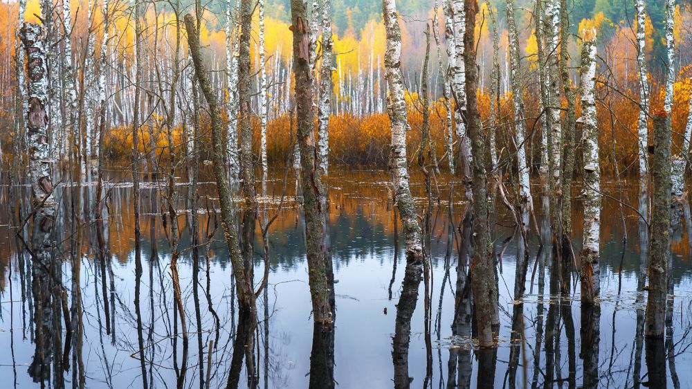 Осень на болоте