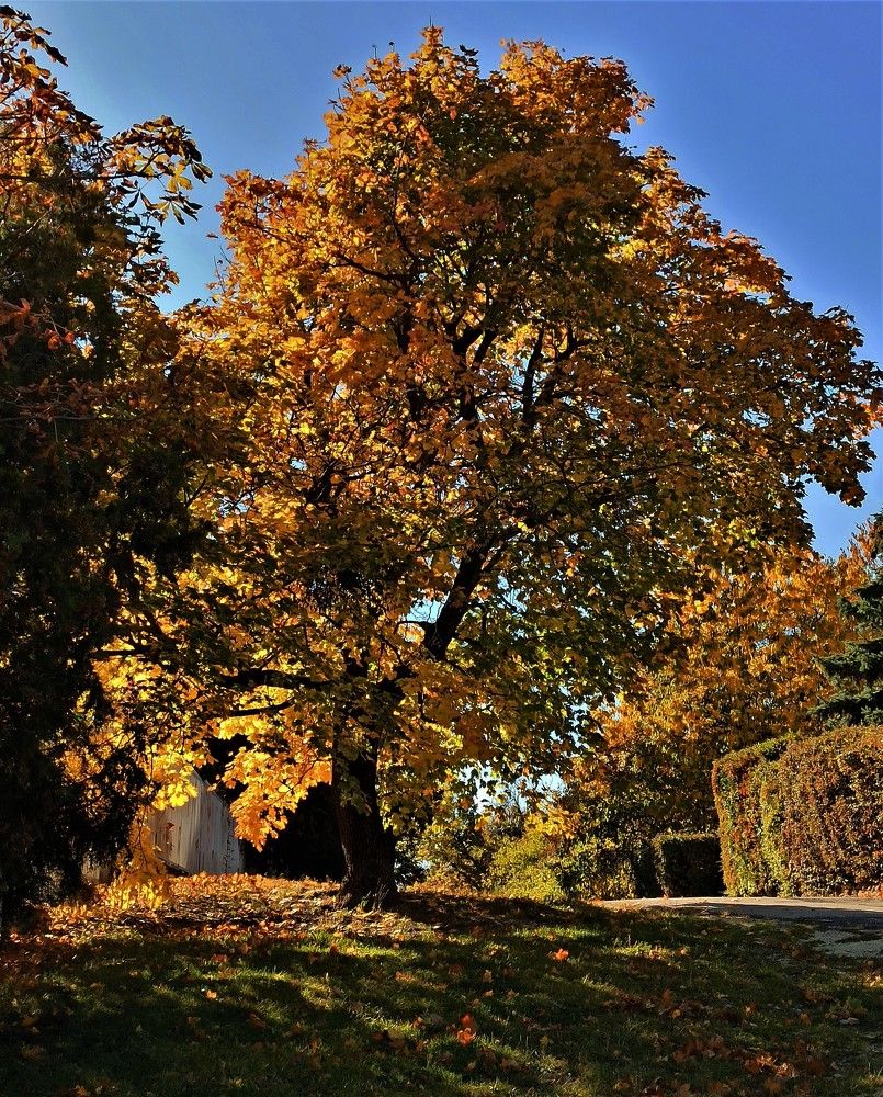 Photograph by Karoly Mehes