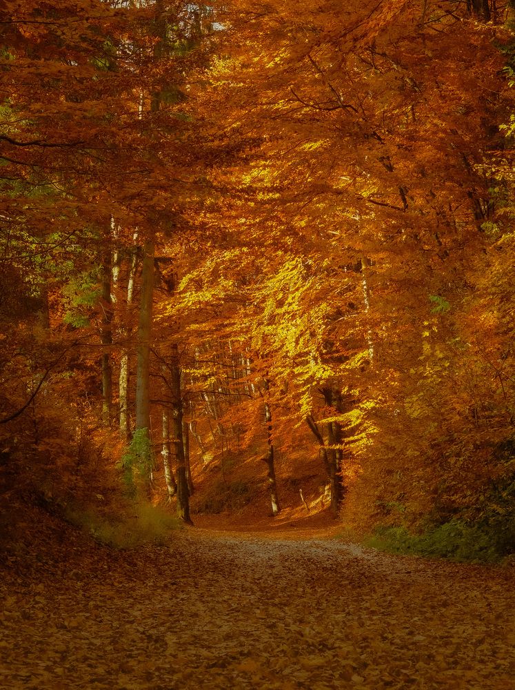 Photograph by Silviu Avramescu