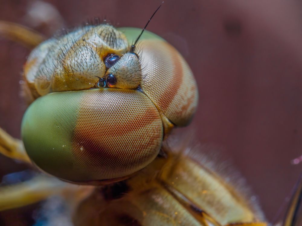 Photograph by Venkat Mangudi