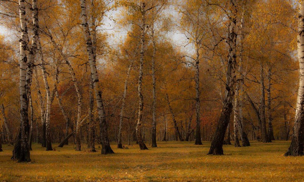 Золото осени